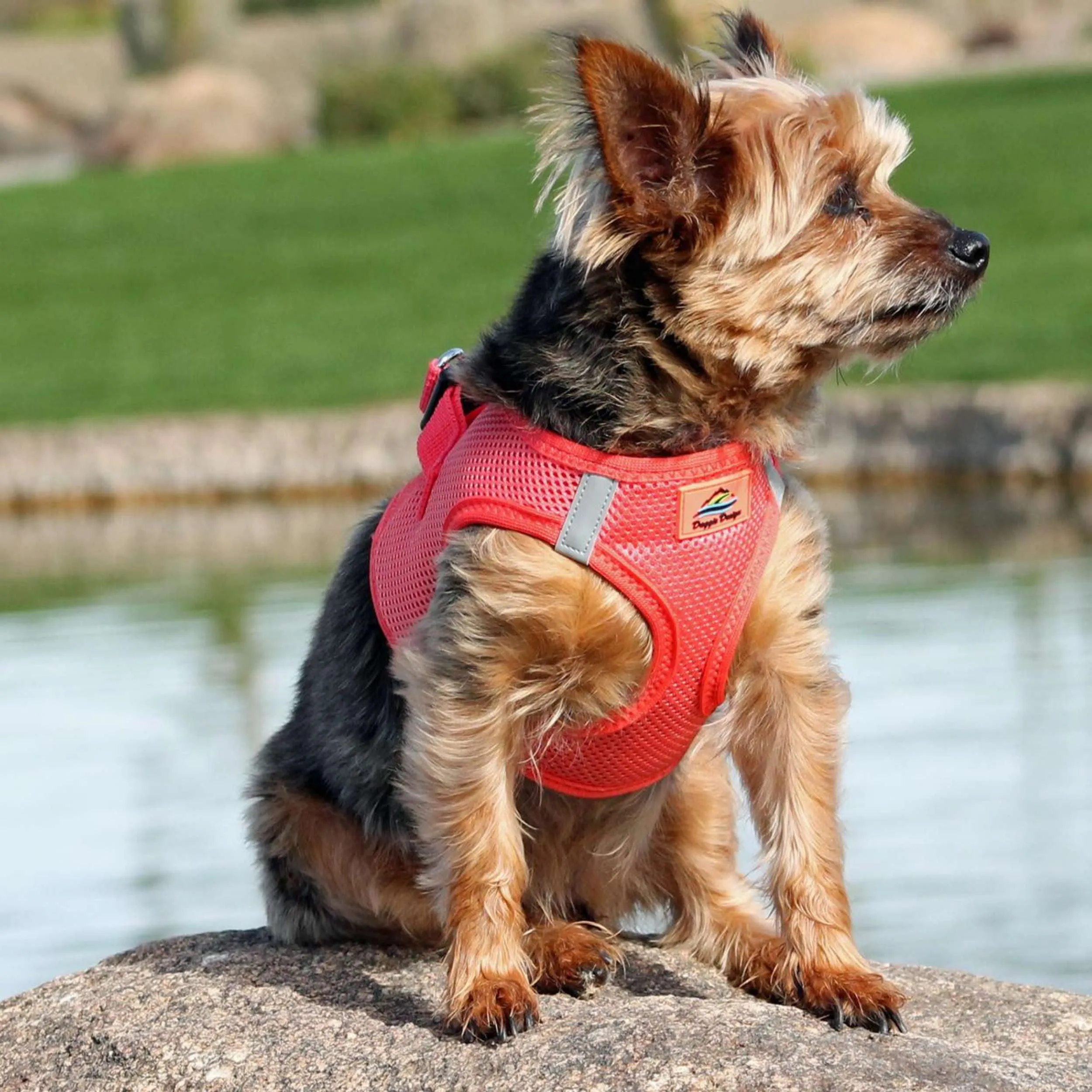 Choke-Free Mesh Harness | Coral