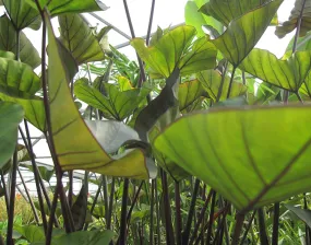 Colocasia - Tea Cup Taro (Bare Root)